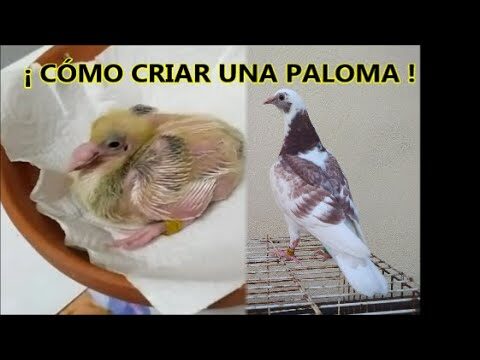 C&oacute;mo Actuar ante un Coche Abandonado en V&eacute;lez-Blanco