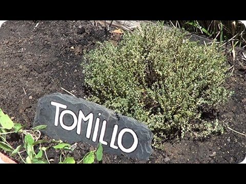 Tiendas de Jardiner&iacute;a en Almer&iacute;a que Ofrecen Plantas Medicinales